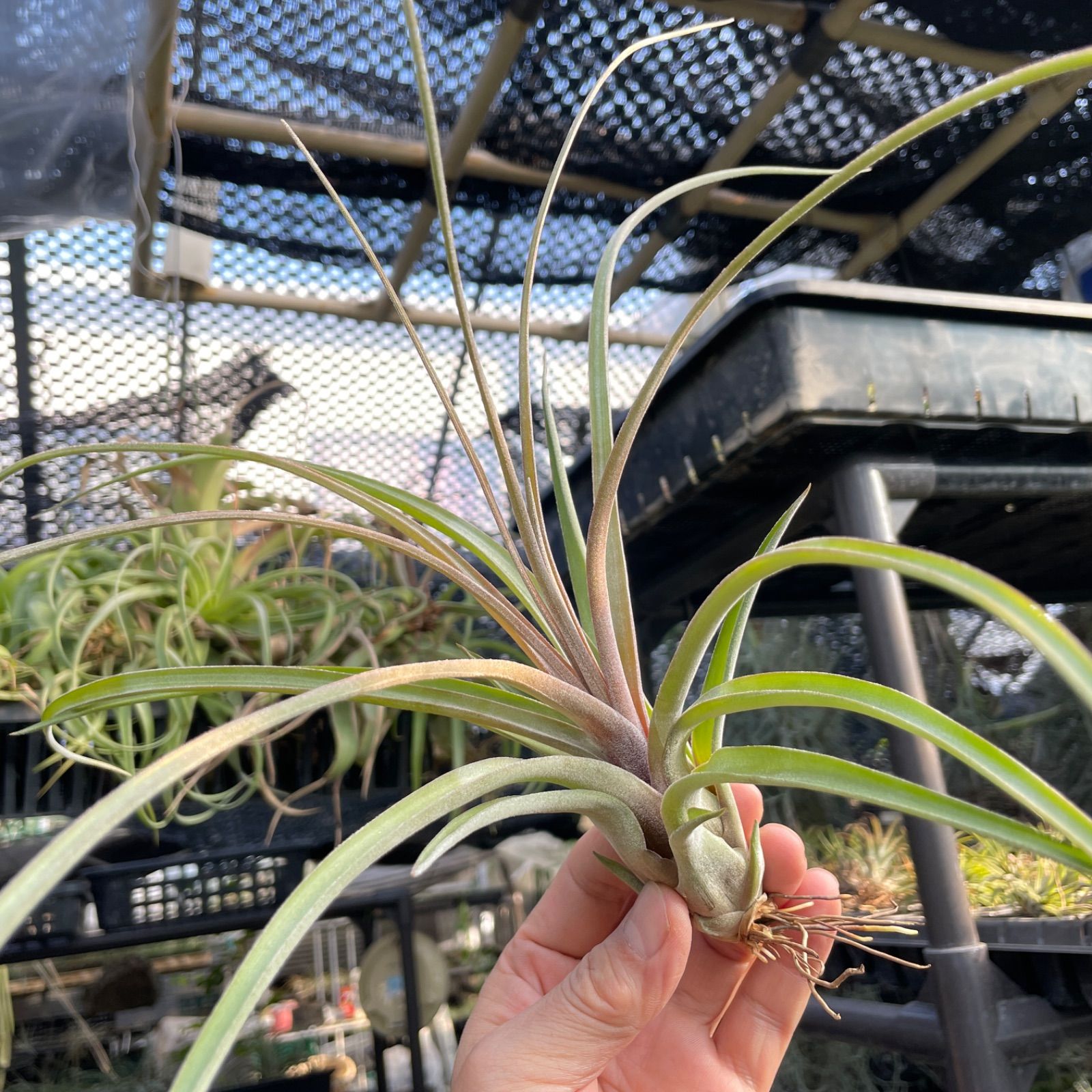 チランジア ストレプトフィラ × ノバキー Tillandsia streptophylla x Tillandsia novakii＊エアプランツ＠フラワーショップ江口  - メルカリ