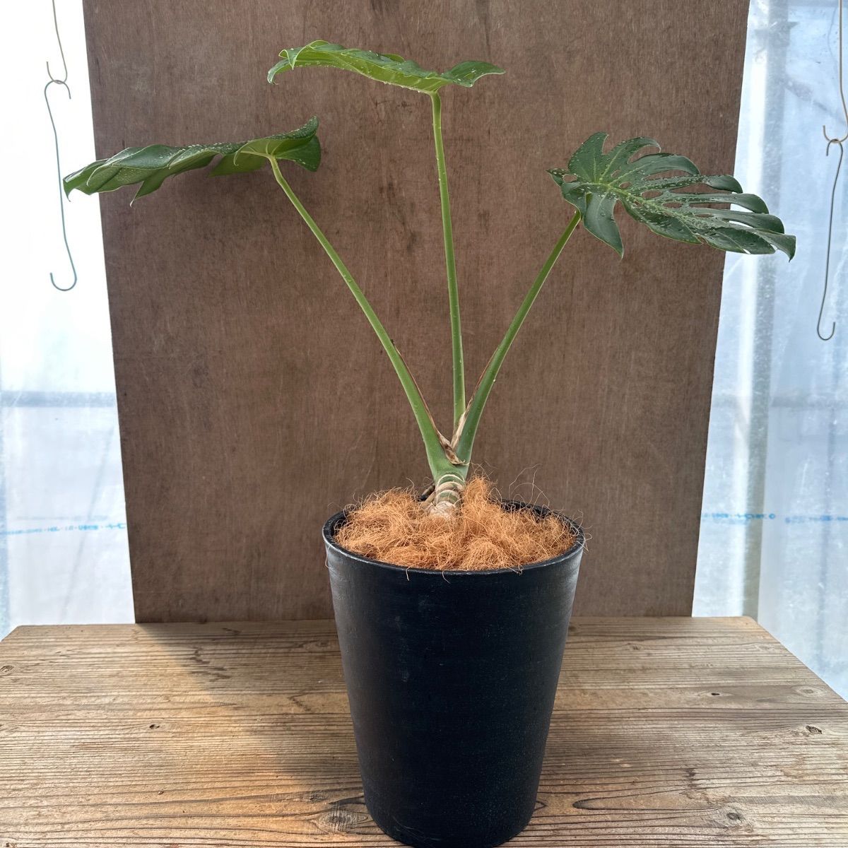 モンステラ① Monstera モンステラ属 現品 観葉植物 観葉 植物 珍奇 
