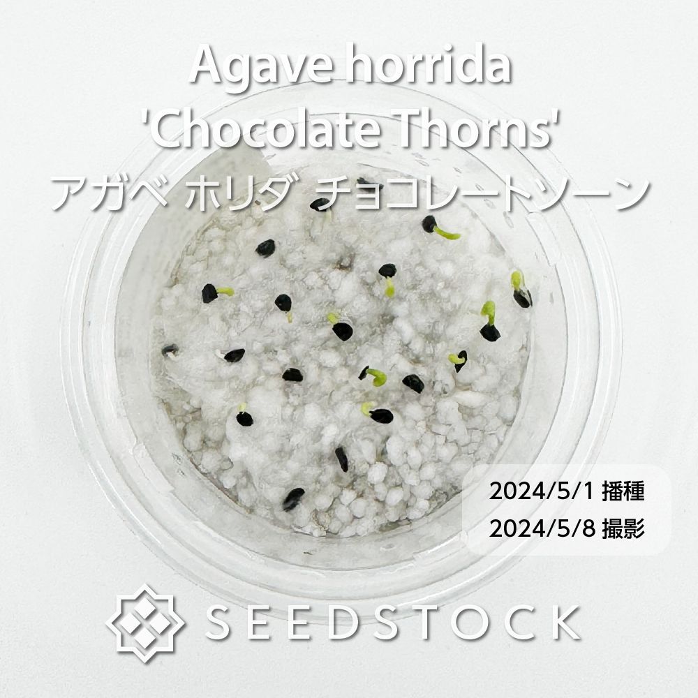 種子] アガベ ホリダ チョコレートソーン 100粒｜SEEDSTOCK - メルカリ