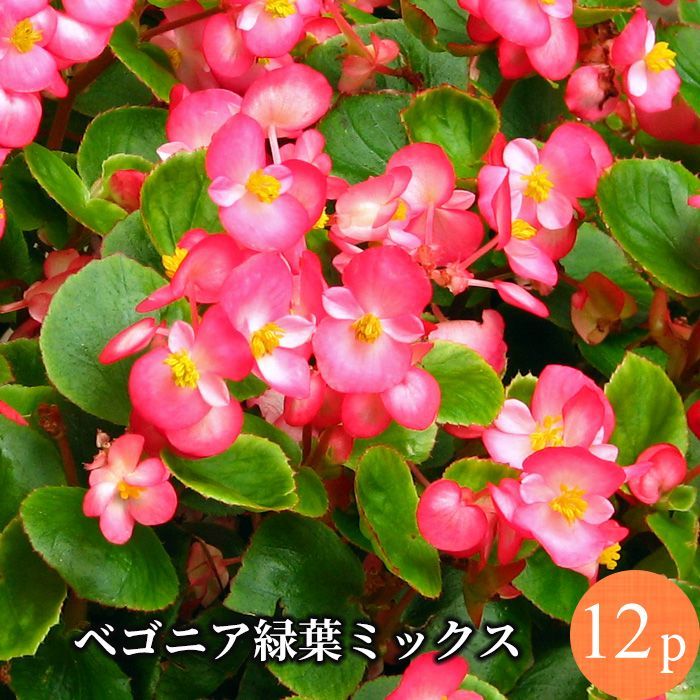 ベゴニア センパフローレンス 緑葉 専門店向け 花苗 12ポットミックス