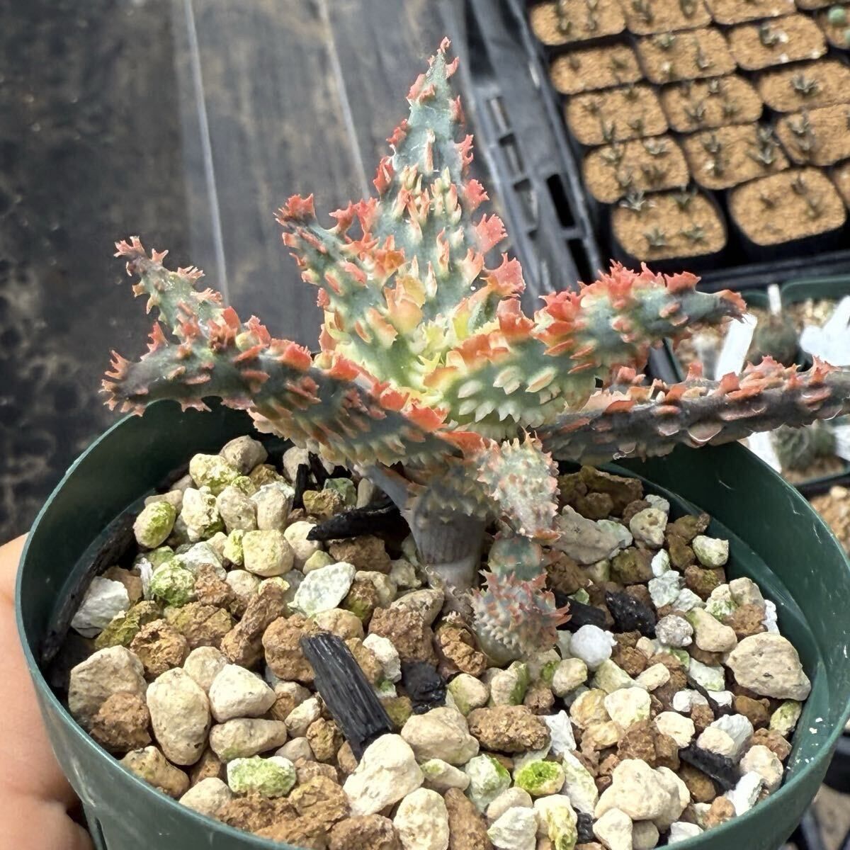 カット苗】アロエ ハイブリッド / aloe hyb ② Amazon｜多肉植物