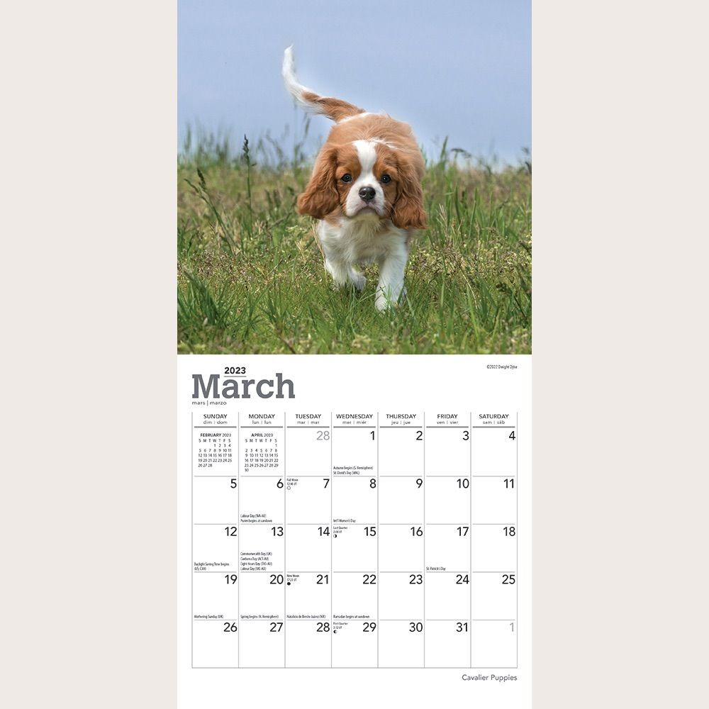 【輸入版】2023年 子犬のキャバリア ミニカレンダー ブラウントラウト-2