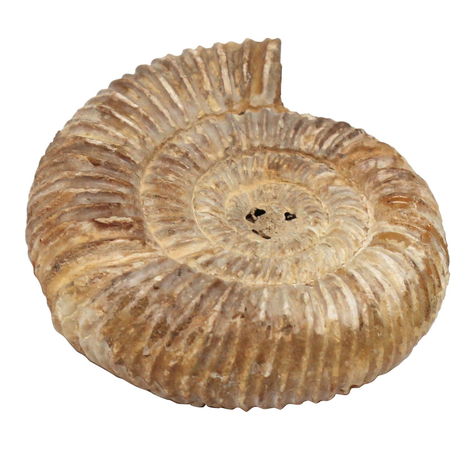 原石・全貌】アンモナイト 化石 標本 マダガスカル産 159g 80mm 肋が