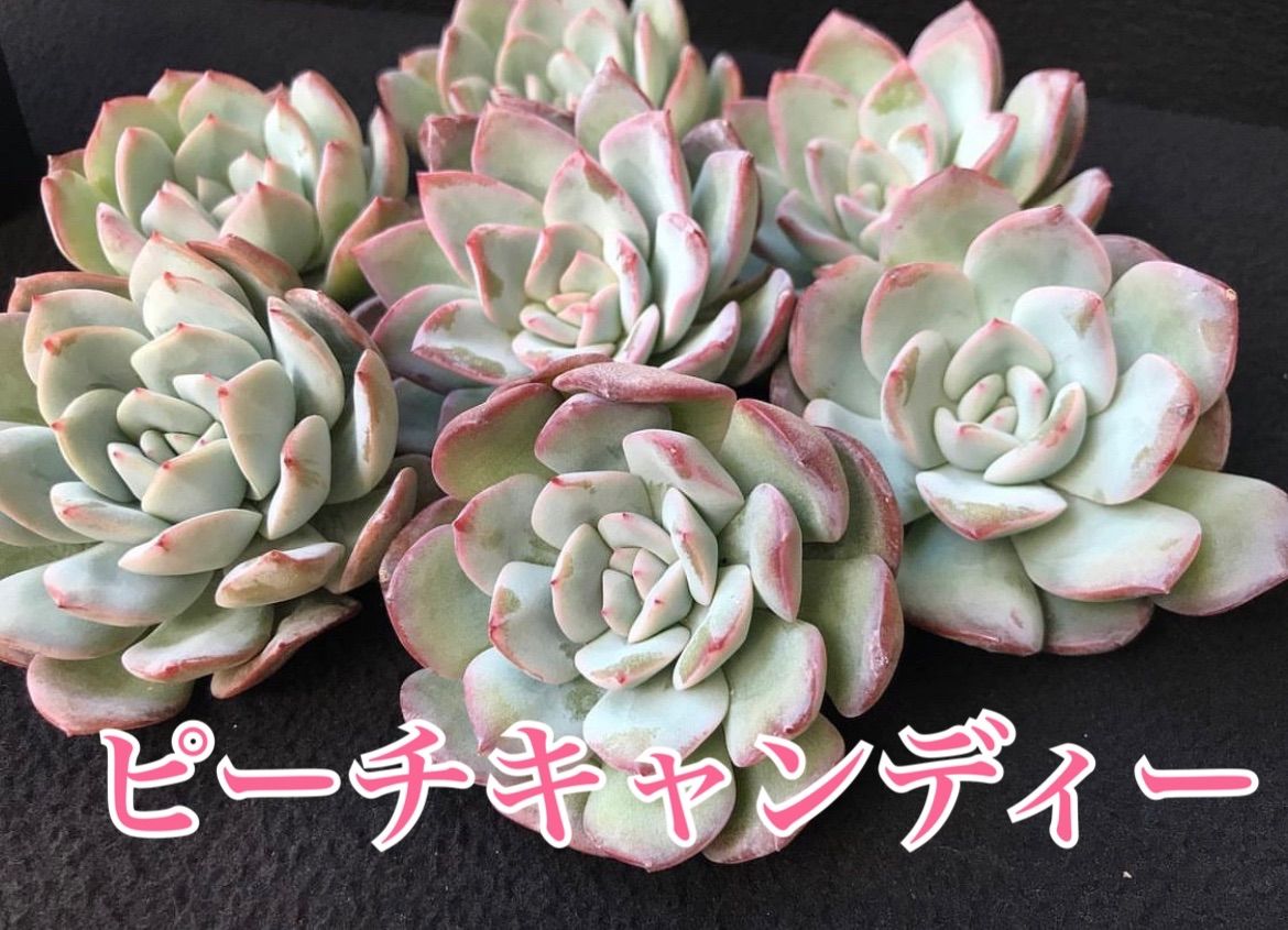 キューティーピーチ☺︎韓国苗 多肉植物 レア多肉 - 植物/観葉植物