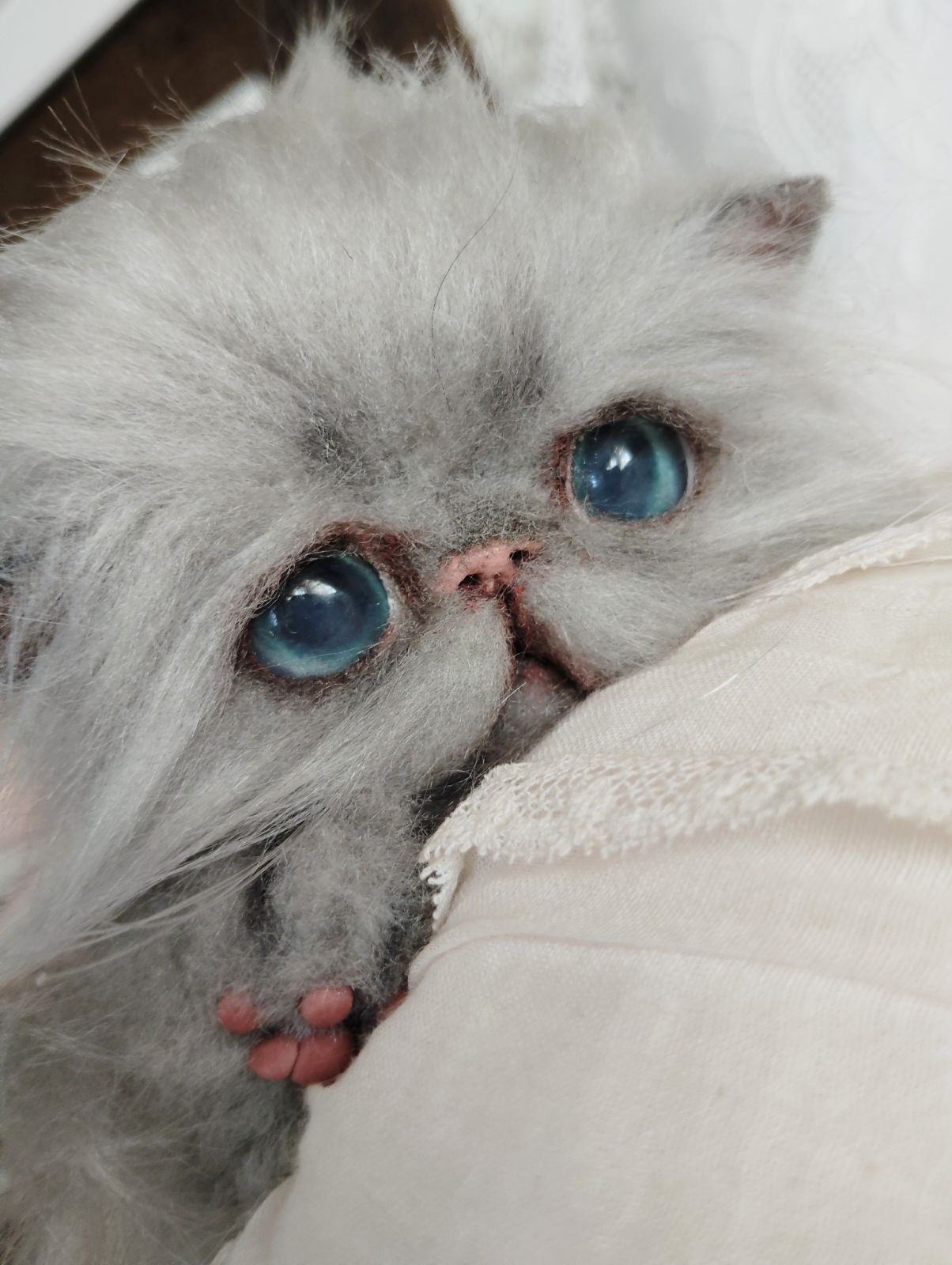 ふわふわグレー エキゾチックロングヘア子猫ちゃん アートドール ぬいぐるみ