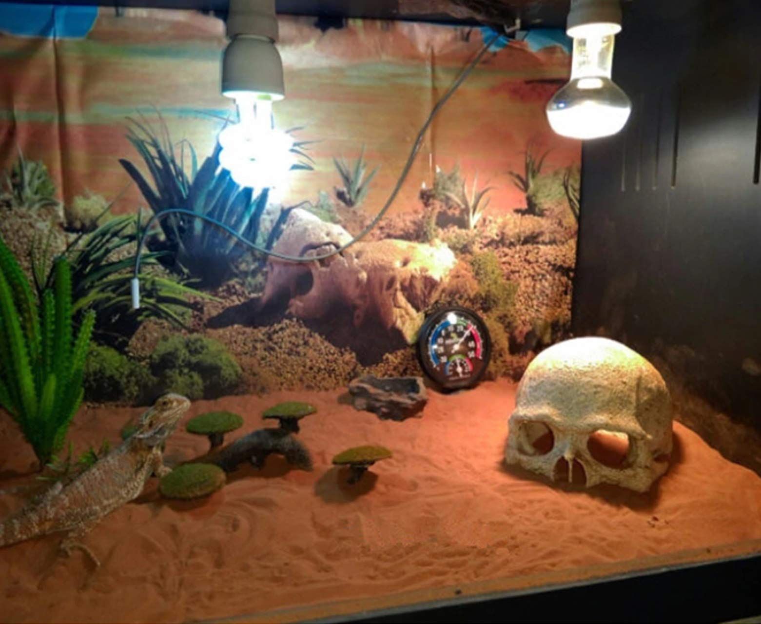 数量限定】フトアゴヒゲトカゲ ヒョウモントカゲモドキ レオパ がい