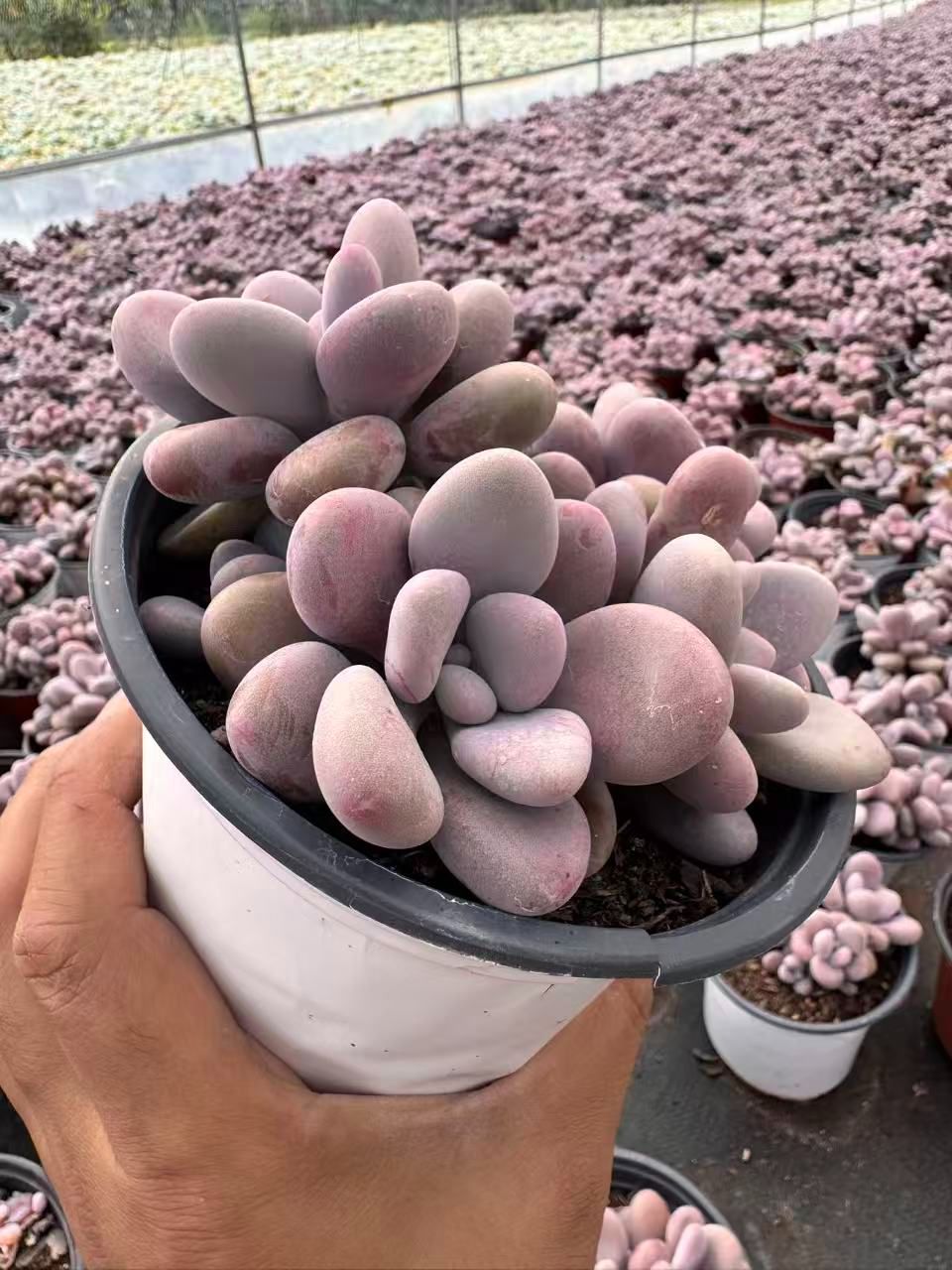 そ*い様 M509 ロビン 105苗 多肉植物 土と根付き エケベリア 韓国苗