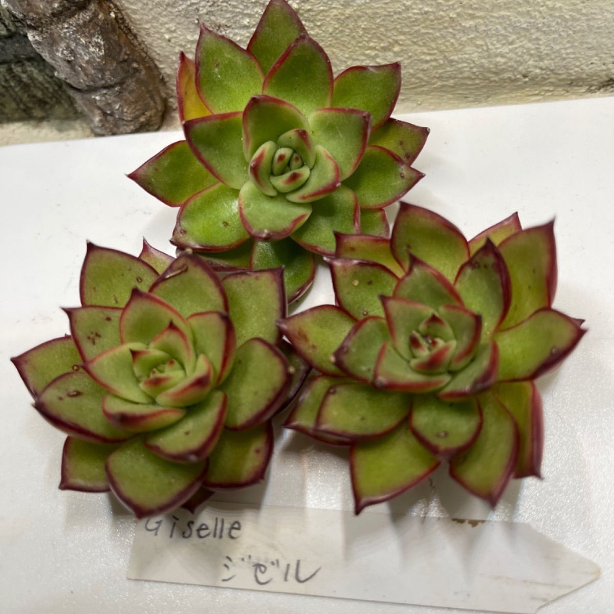 多肉植物 エケベリア 韓国苗セット - メルカリ 多肉植物 エケベリア 韓国苗セット - メルカリ