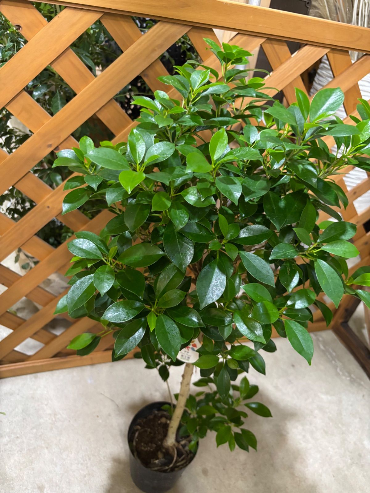 現品 フィカス ゴムの木 アルテシマ 曲がり 6番 観葉植物 インテリア