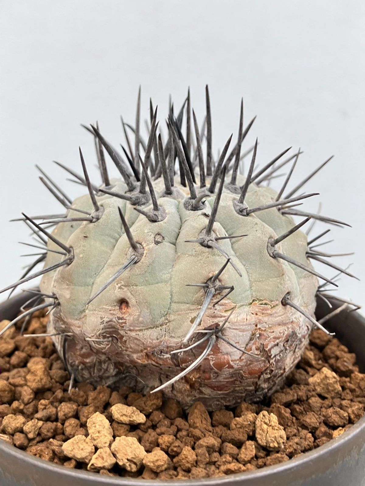 4574 「サボテン」コピアポア シネレア 黒王丸 植え【発根開始・多肉植物・Copiapoa cinerea・希少株・美株】 - メルカリ