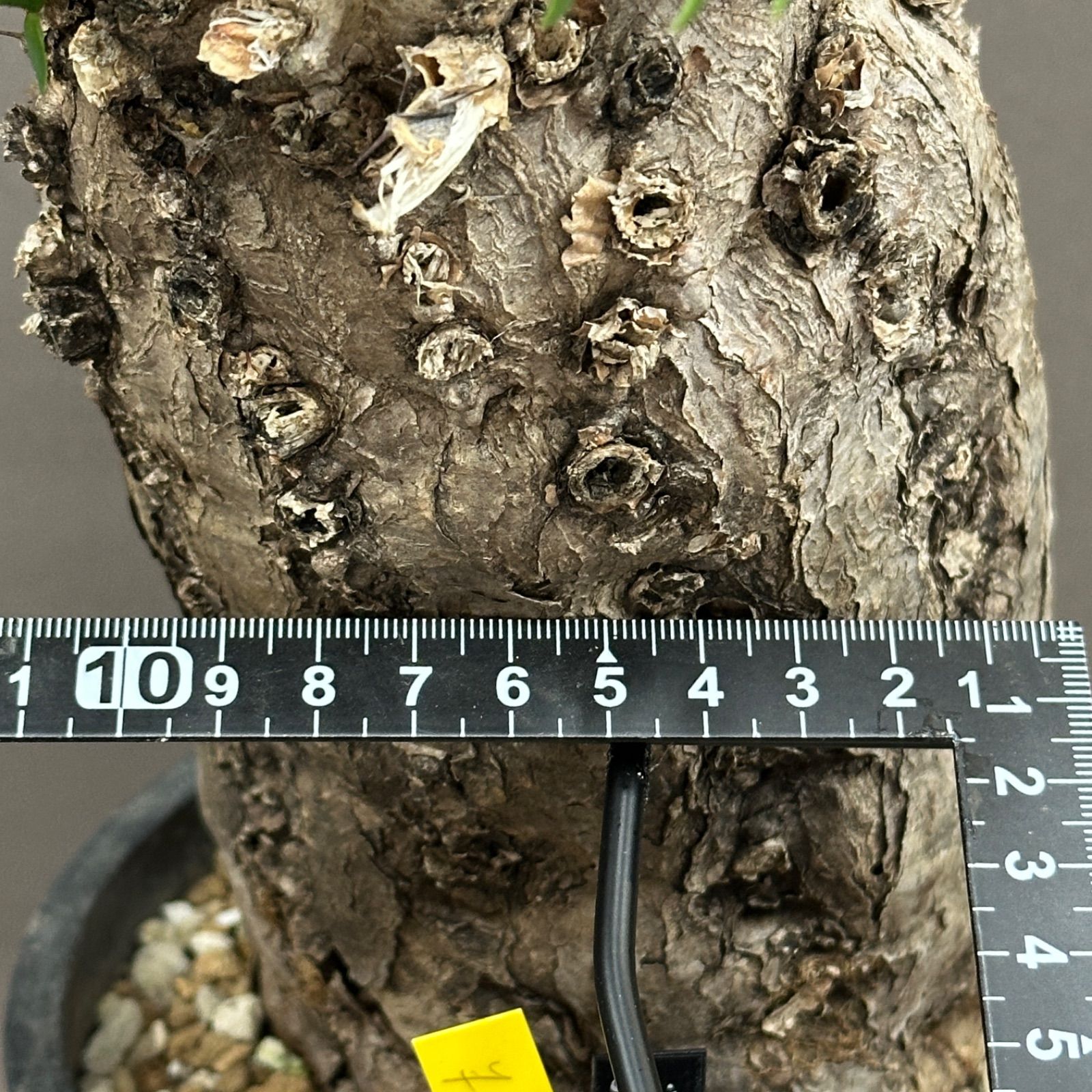 Euphorbia mlanjeana ユーフォルビア ムランジーナ 塊根植物 現地球 no