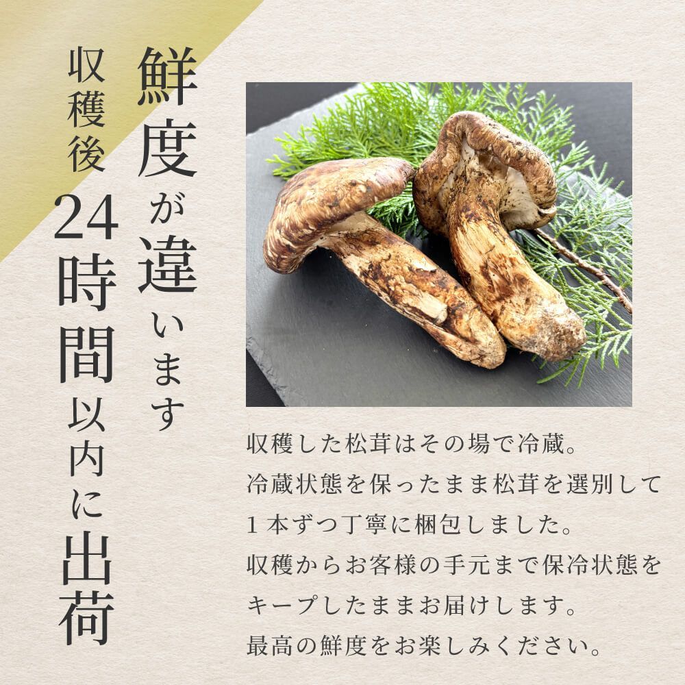 生松茸 開き 半開き ミックス 生鮮松茸 500g ホール フレッシュ