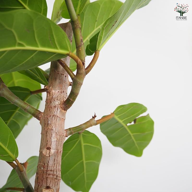 ゴムの木の仲間 大きな濃い葉が