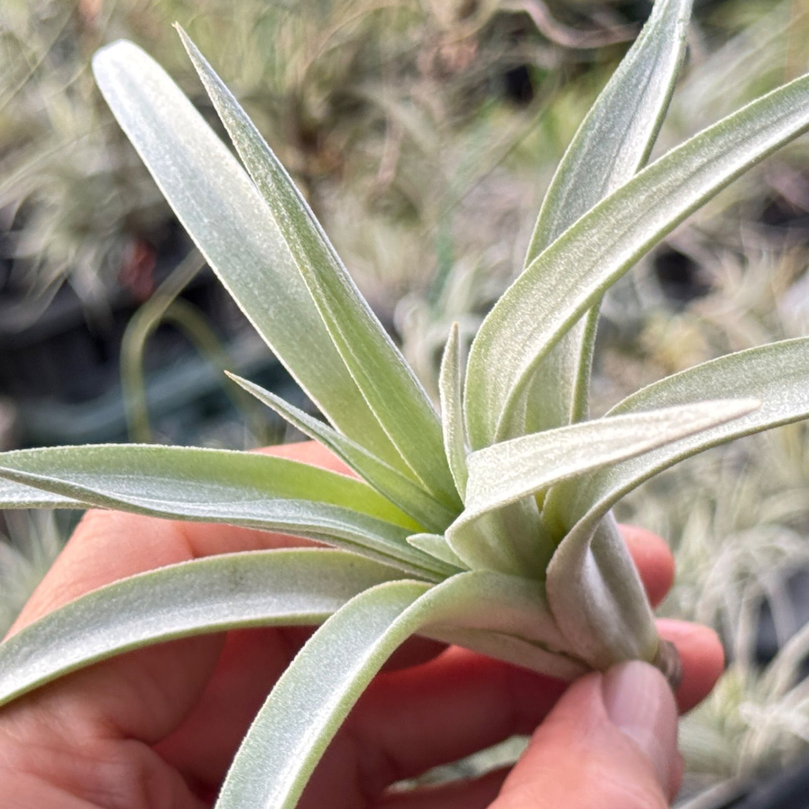 チランジア ハリシー × キセログラフィカ ハリシー × キセログラフィカ 01号 | air-plants TENGU-DO