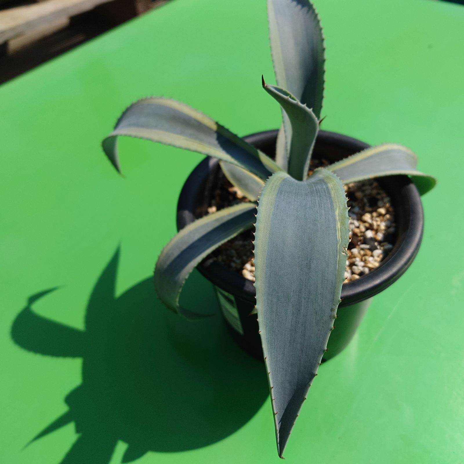 アガベ ウェベリー アリゾナスター AGAVE 35㎝ - メルカリ