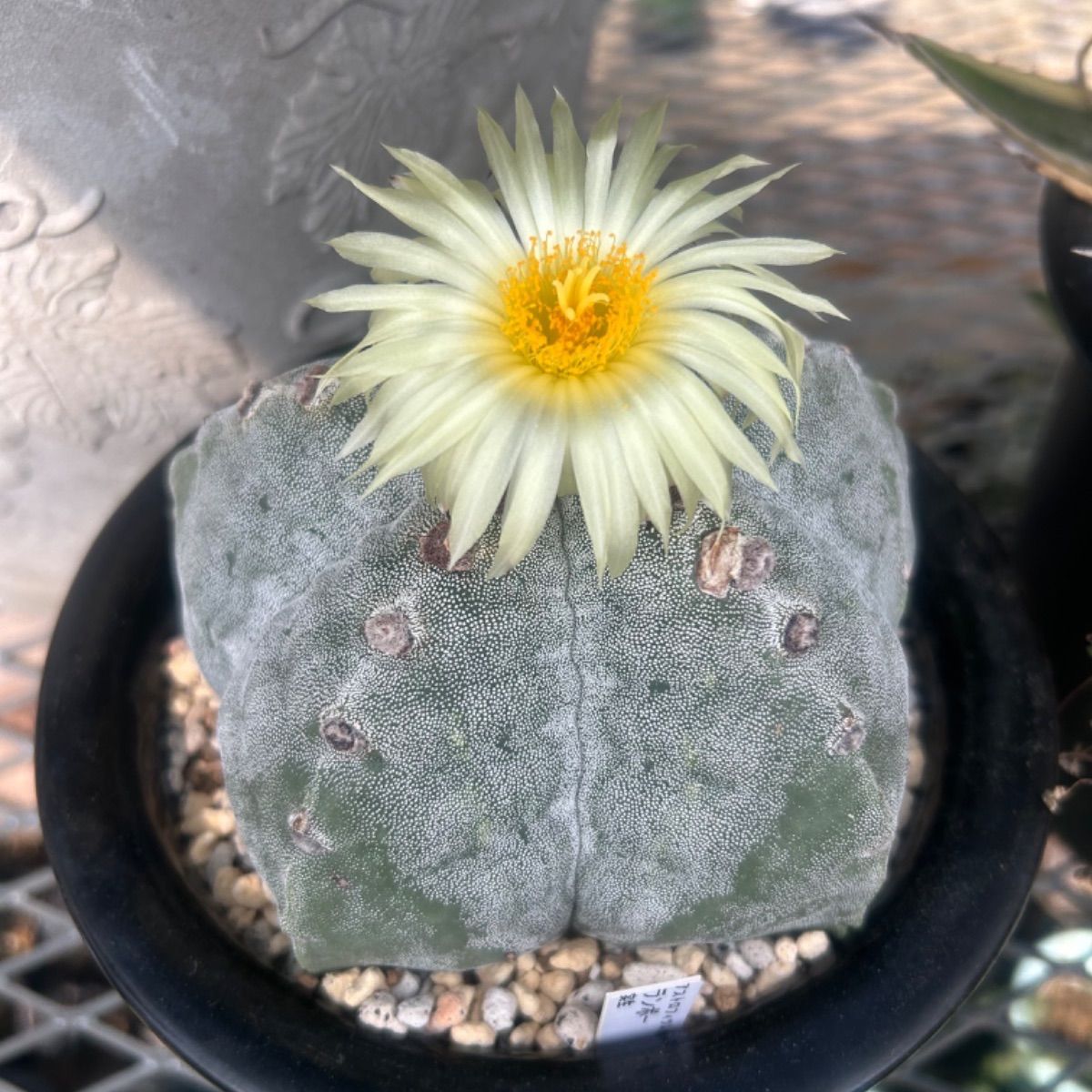 アストロフィツム属 ランポー 実生 鸞鳳 サボテン 抜き苗にて発送