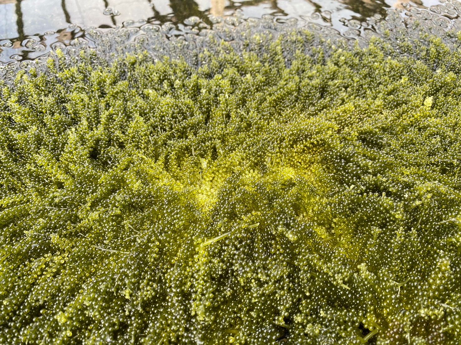 生海ぶどう 茎なしたっぷり400g ☆タレ4p付き - 魚介類(加工食品)