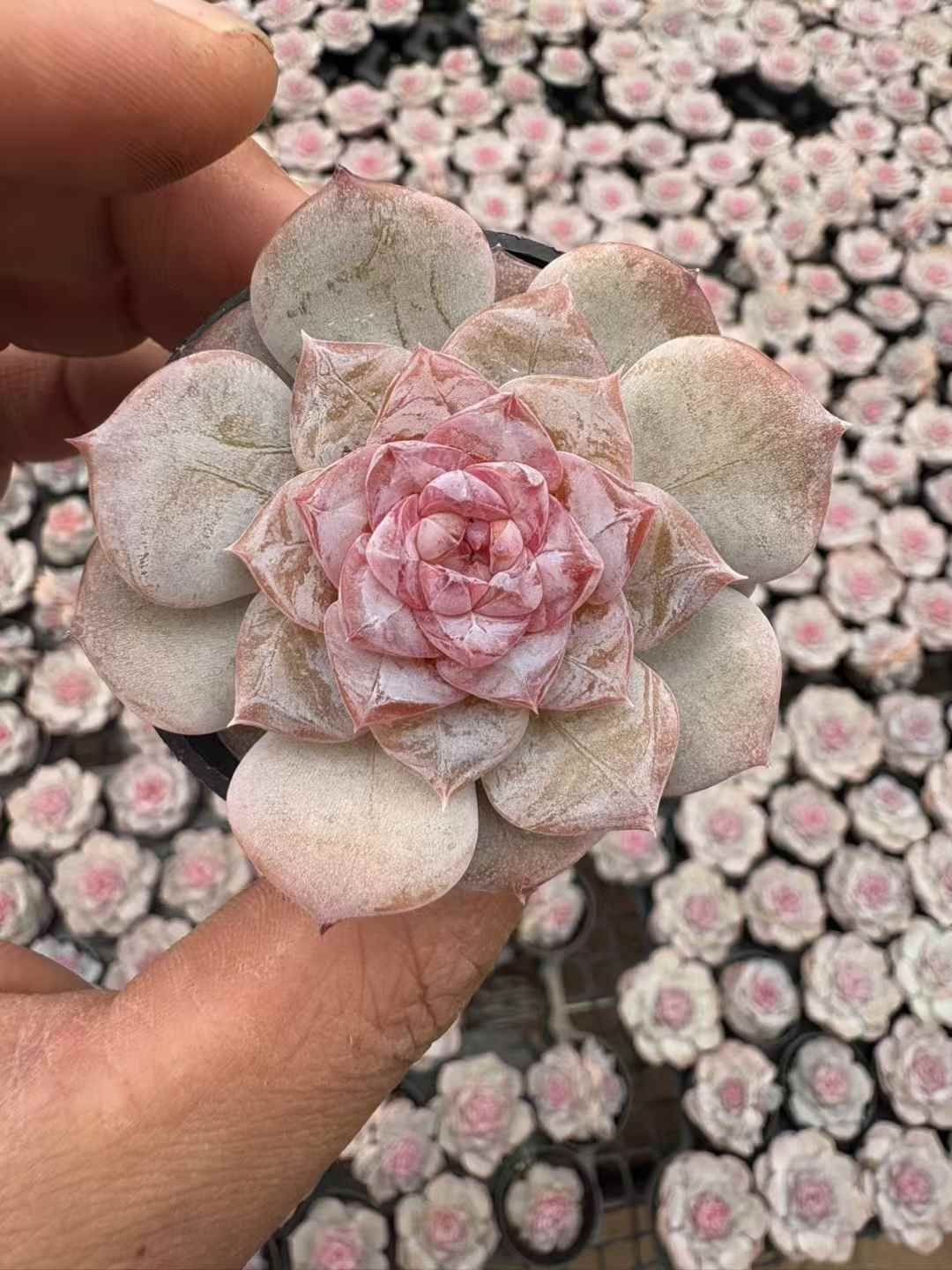 50株の抜き苗セット ピンクフラワー 多肉植物 佐川急便発送 エケベリア 韓国苗 XJB644