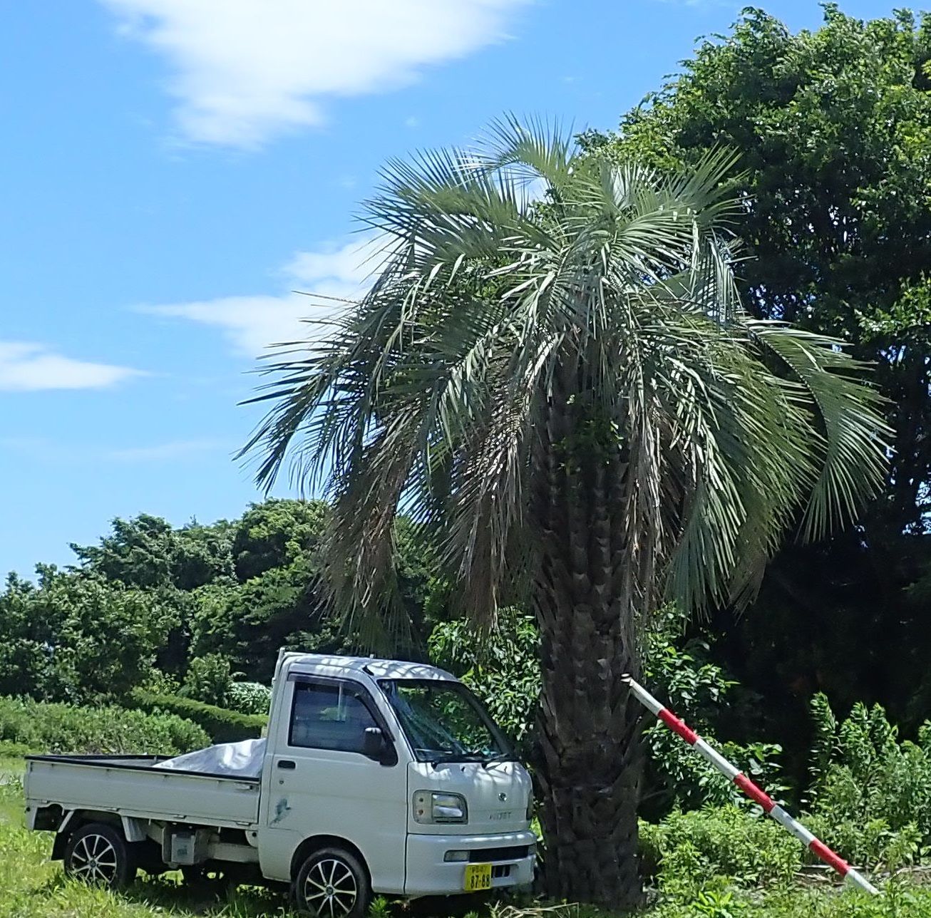 配達無料】植樹工事込み・巨大なココスヤシ。樹齢約80年 静岡県