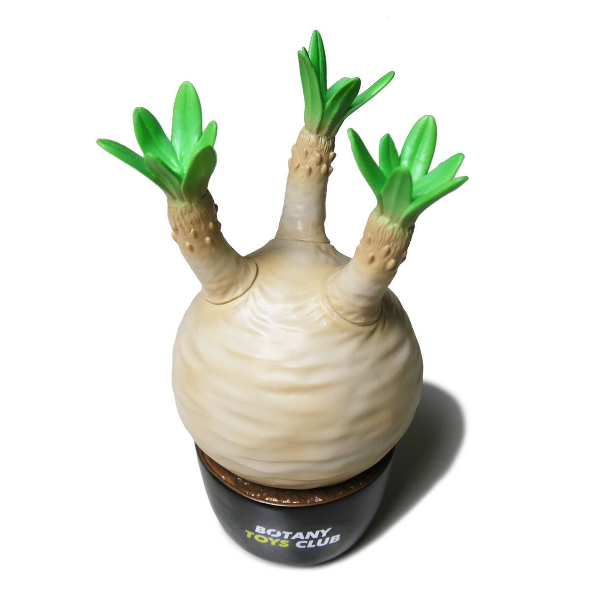 新品BOTANY TOYS CLUB Pachypodium Gracilius ラスト一点】BOTANY TOYS CLUB ボタニートイズクラブ Pachypodium