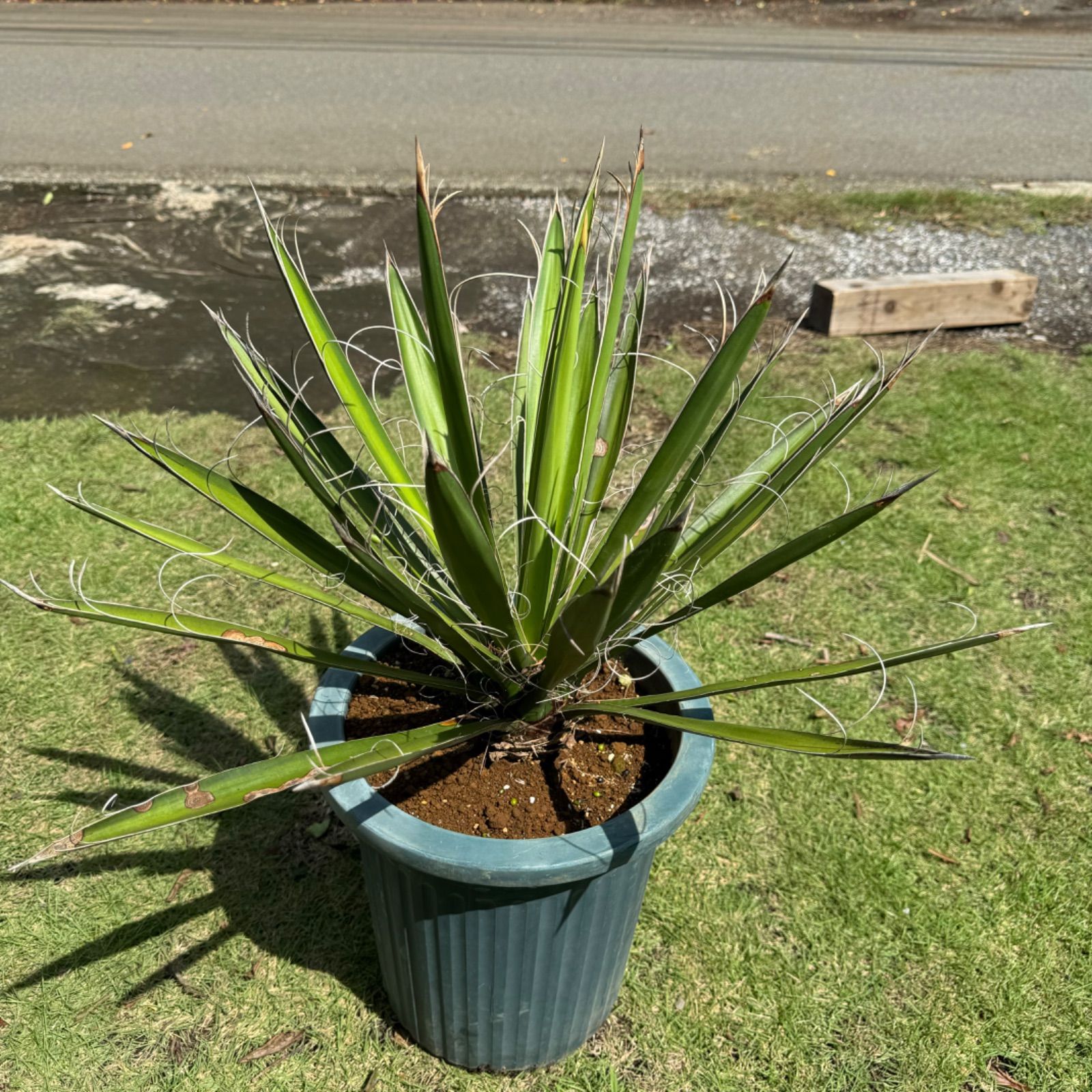 国内生産株】ユッカ・カルネロサーナ - メルカリ