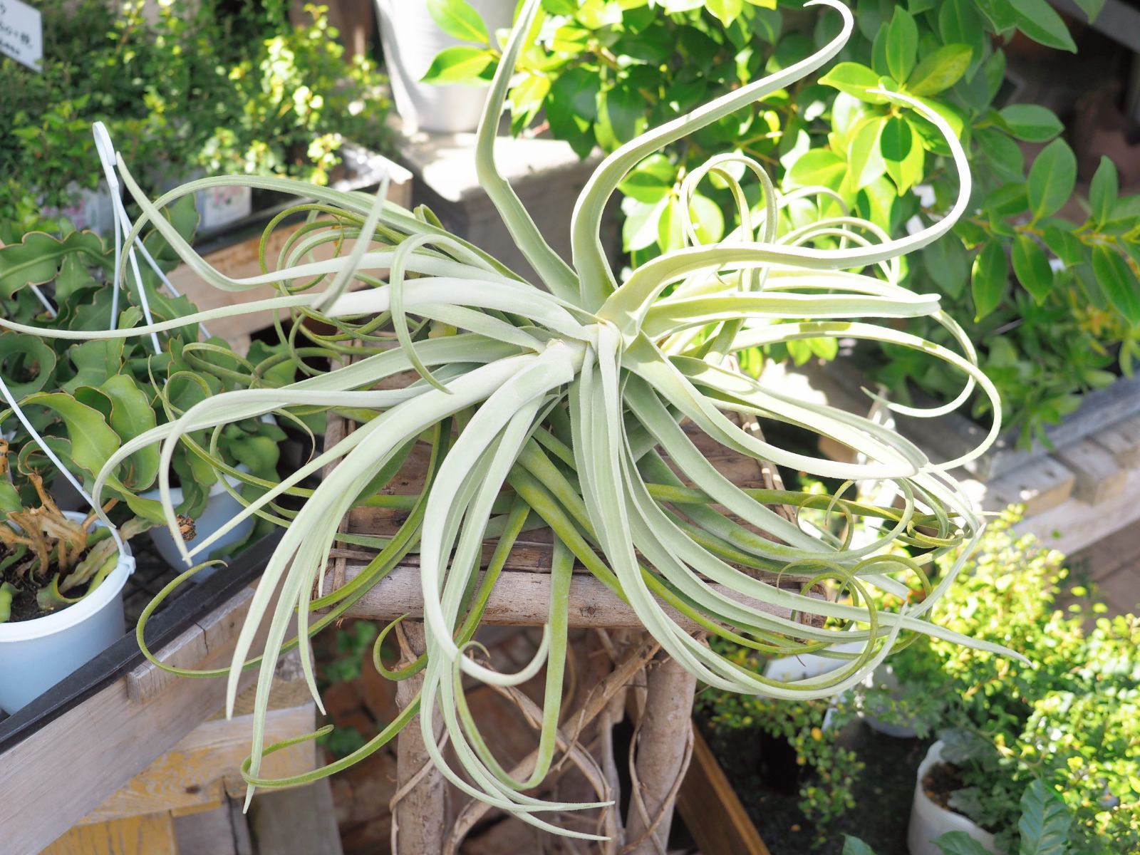 超超特大サイズの チランジア デュラティ Tillandsia エアプランツ - メルカリ