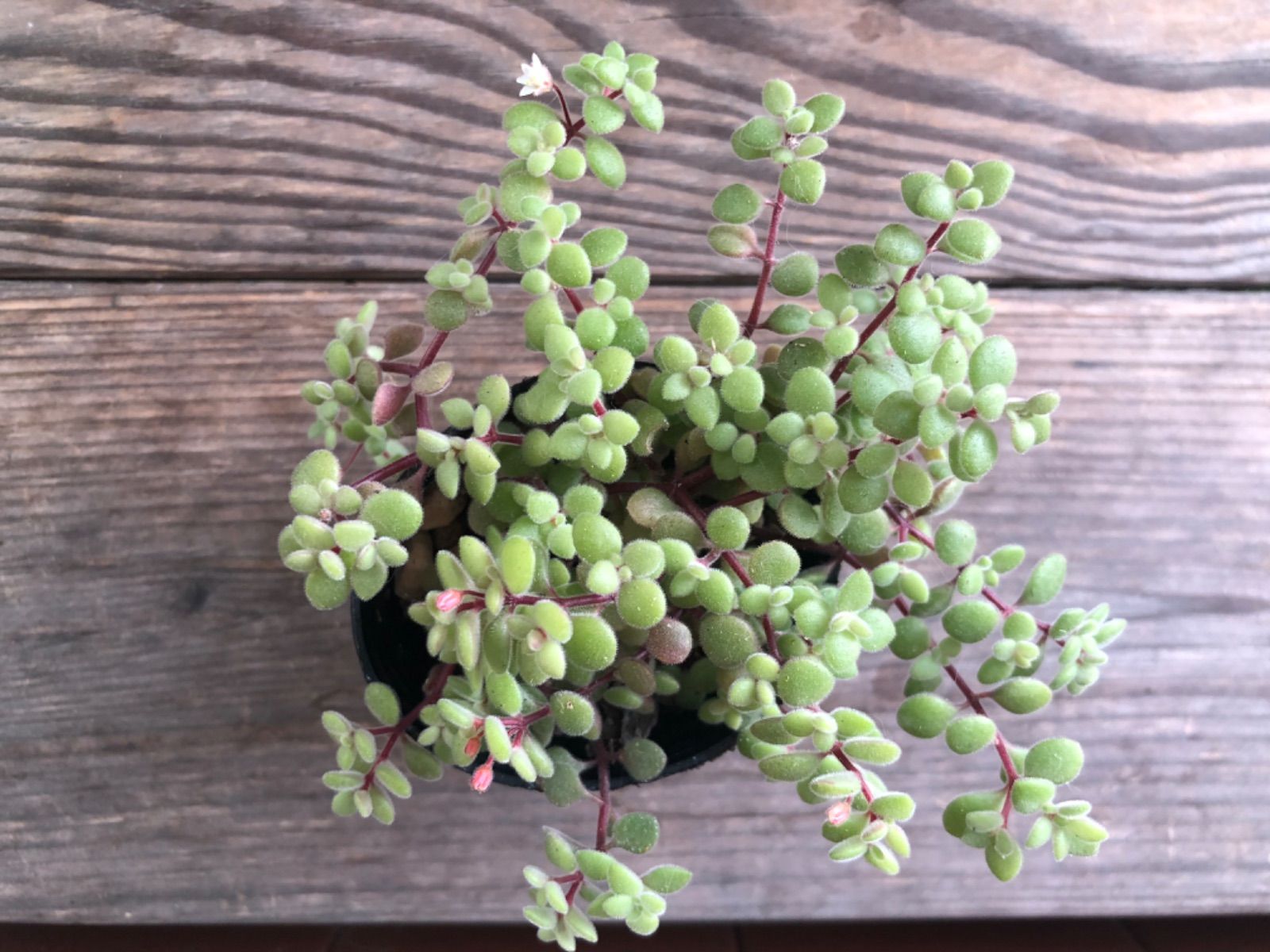 ブロウメアナ 抜き苗 多肉 - メルカリ