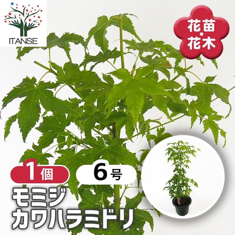 タイプ ムクロジ科