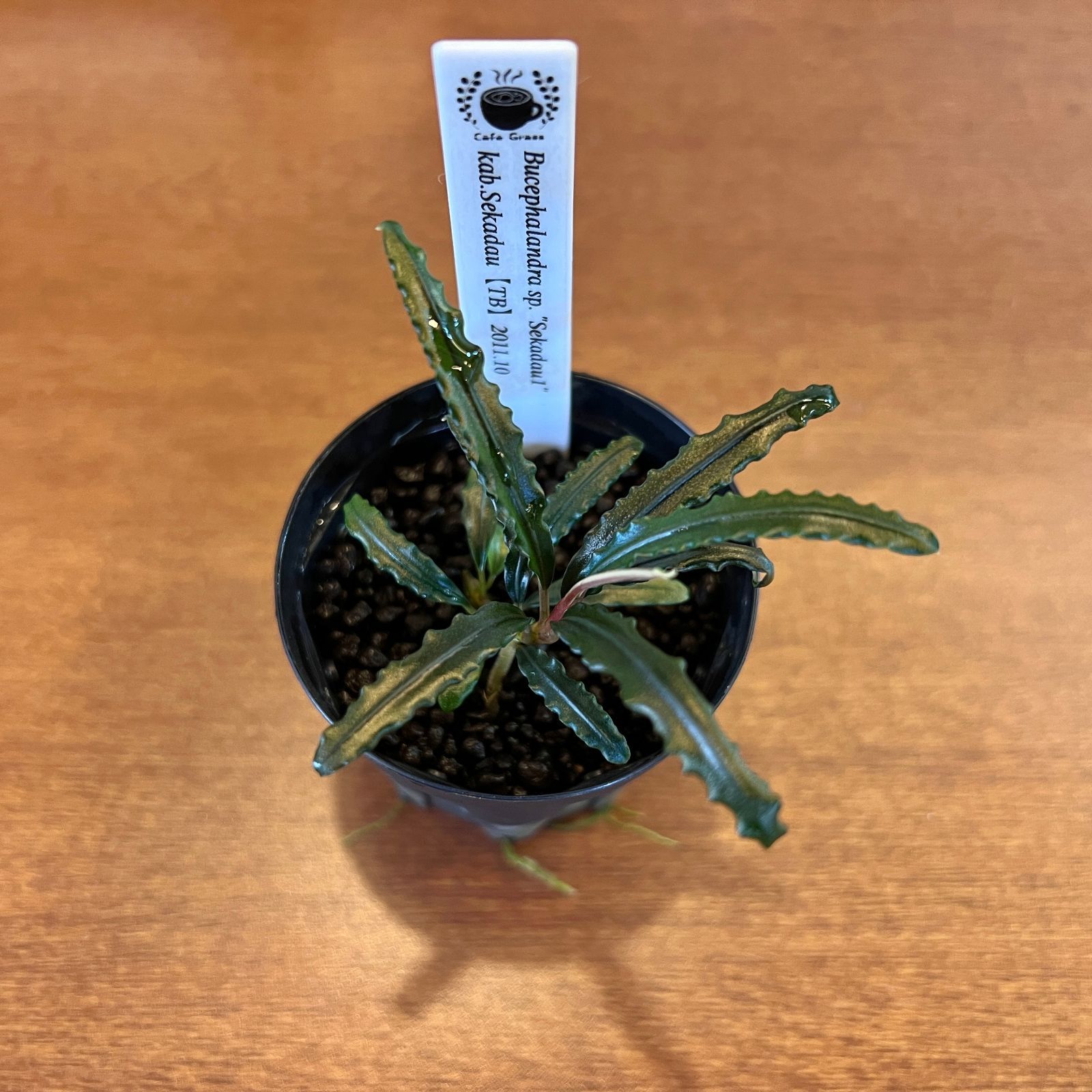 Bucephalandra sp.Sekadau 1 Kab.Sekadau【TB便】