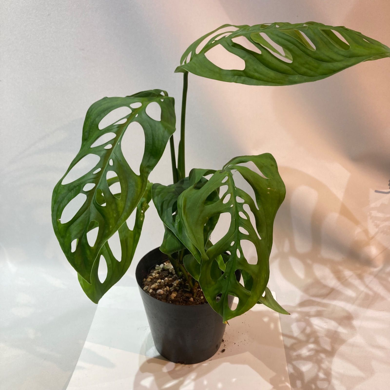 希少モンステラ エスケレート （ゆうパック発送） - メルカリ