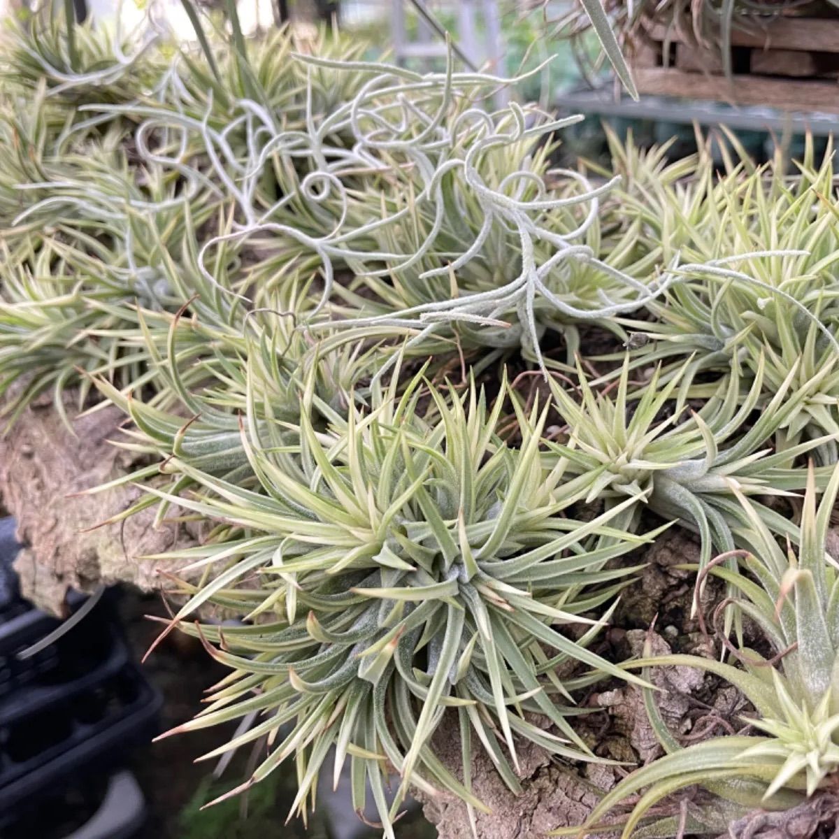 5φ×4]チランジア イオナンタ アルボマルギナータ Tillandsia ionantha