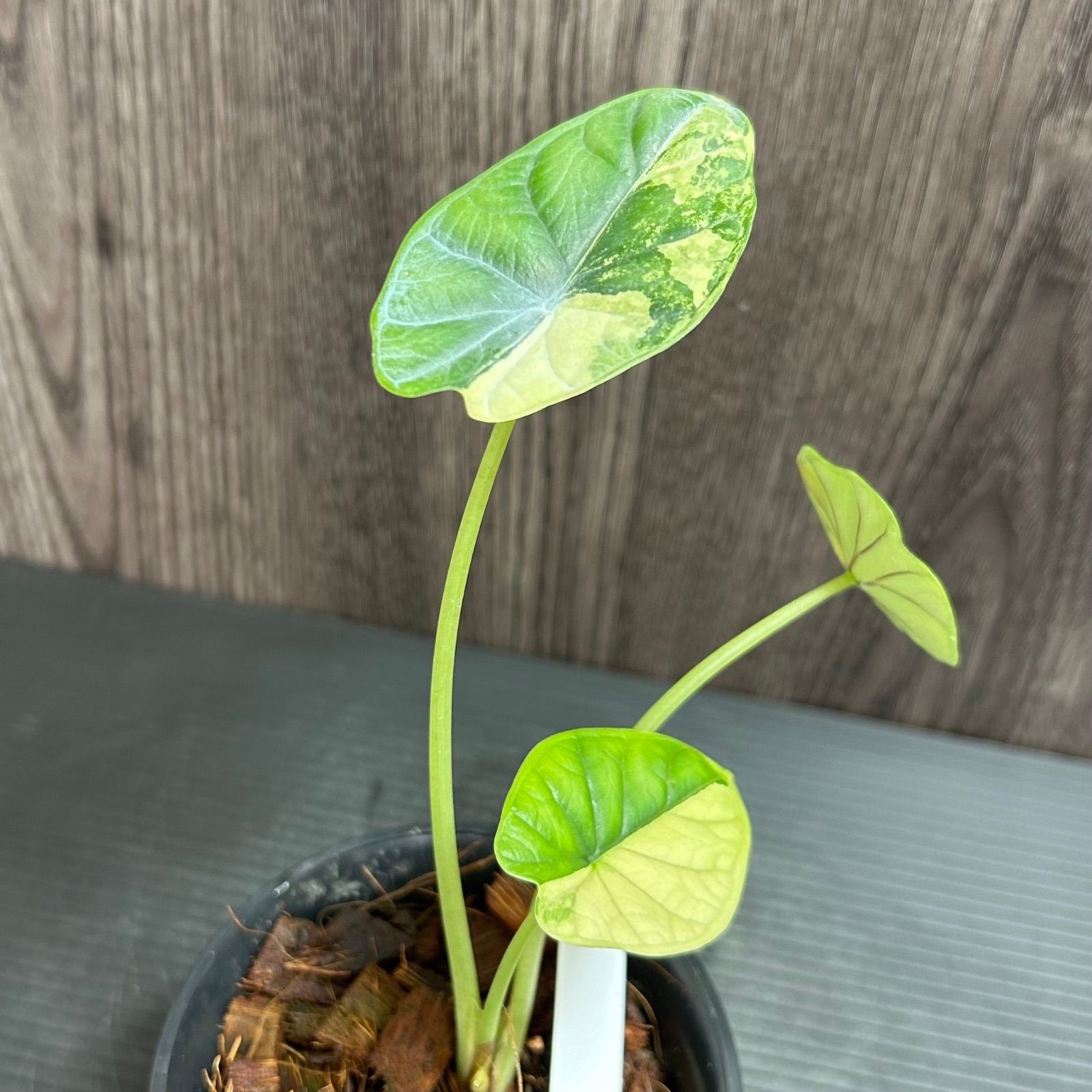 Alocasia dragon scale / アロカシア ドラゴンスケール② 斑入り】Alocasia dragon scale / アロカシア ドラゴンスケール