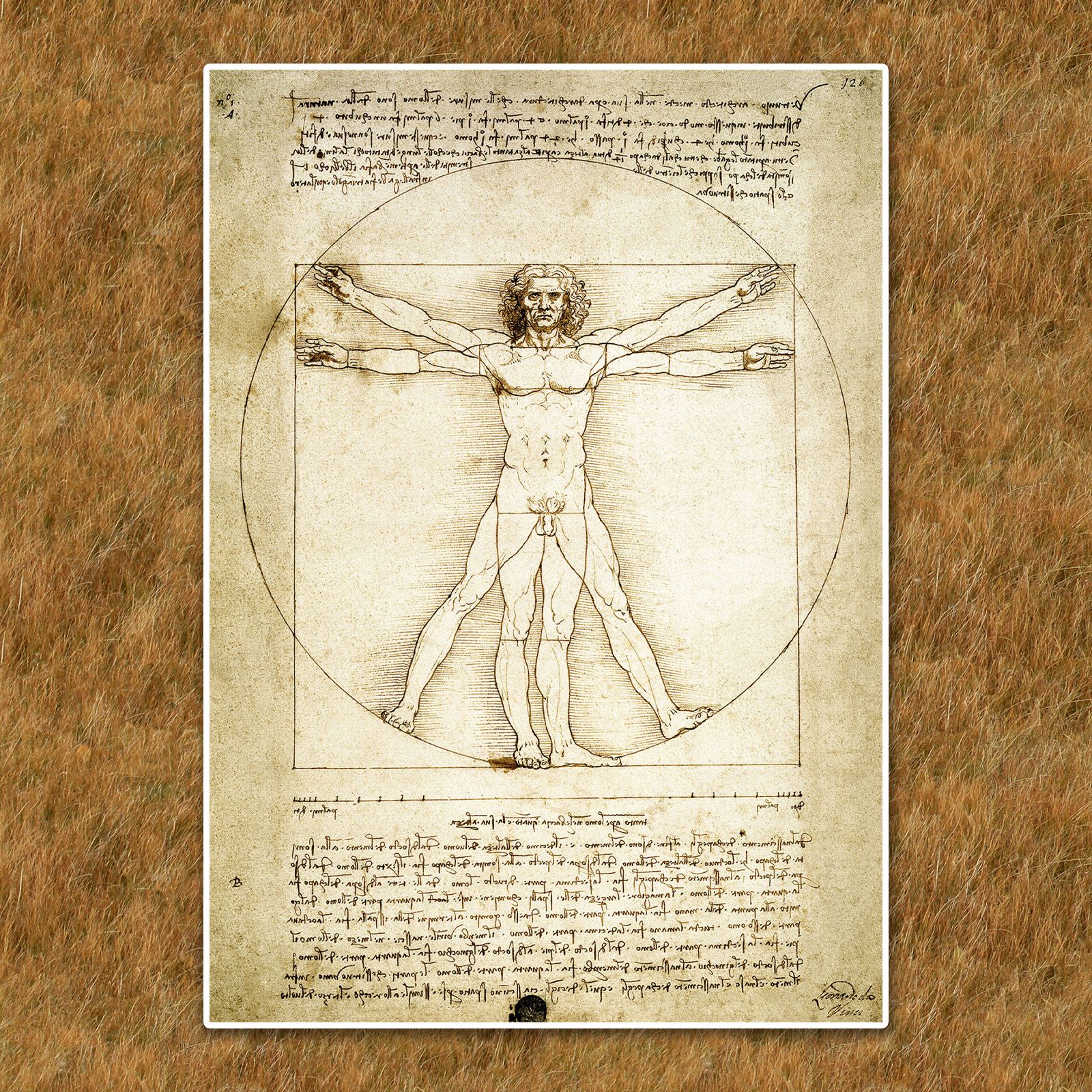 レオナルド・ダ・ヴィンチ『ウィトルウィウス的人体図』複製画