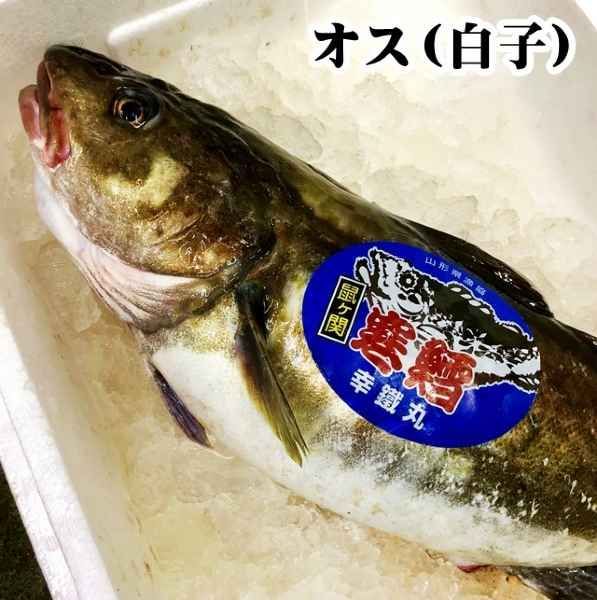 【捌いてお届け】真鱈 寒鱈 オス 白子 約4ｋｇ1尾 (切身8～10人前） 山形県産 マダラ 真ダラ 寒ダラ 鱈 1月中旬より順次発送