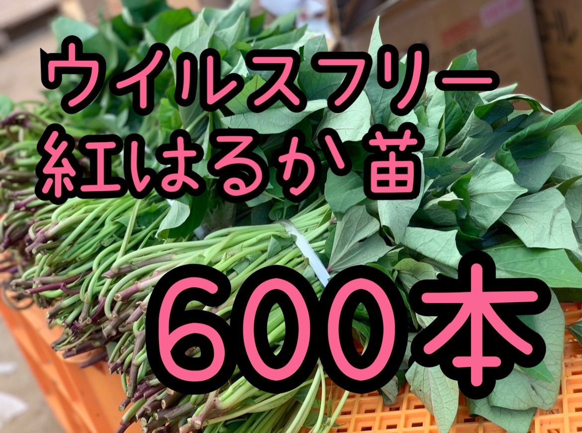 予約受付中 紅はるか苗 ウイルスフリー 600本 5月上旬から発送開始