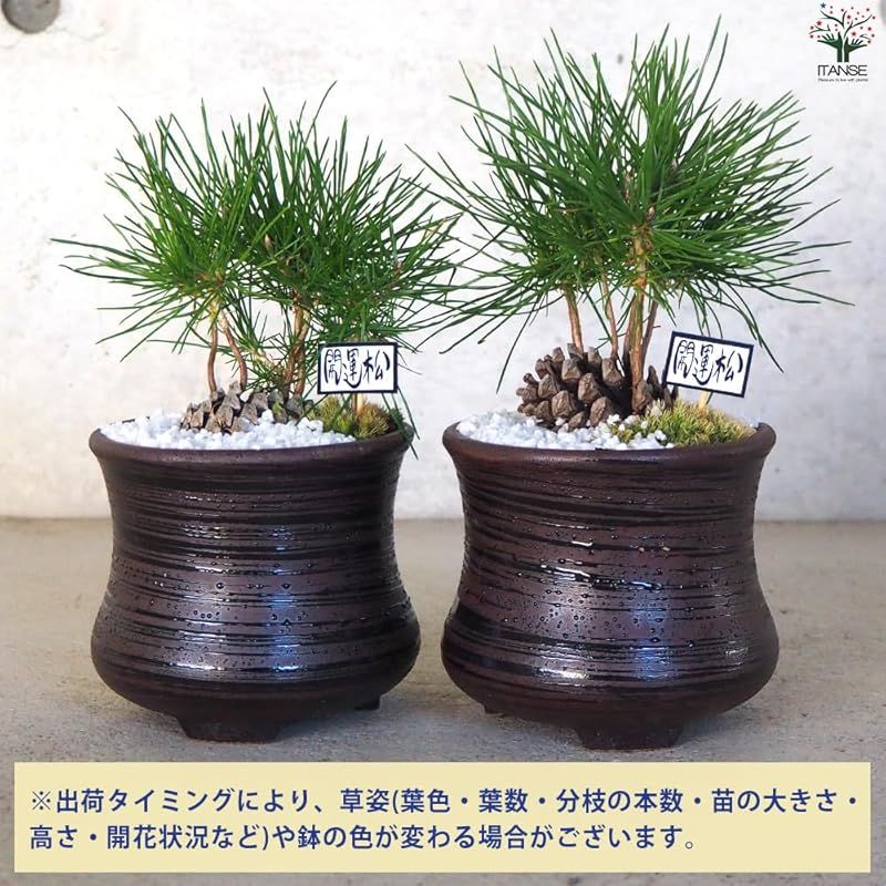 まつぼっくり まつぼっくり 超特大 || 通販・販売