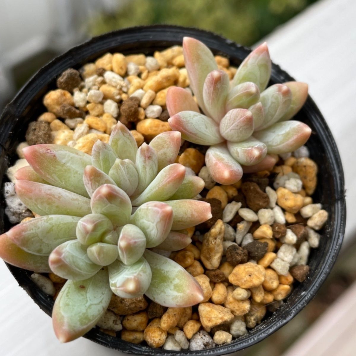 多肉植物 もじょ様❁︎千代田の松錦 綴化 抜き苗 - 植物/観葉植物