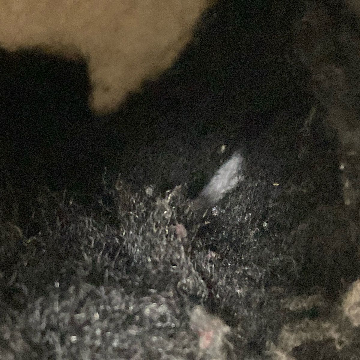 クラシック ウルトラ