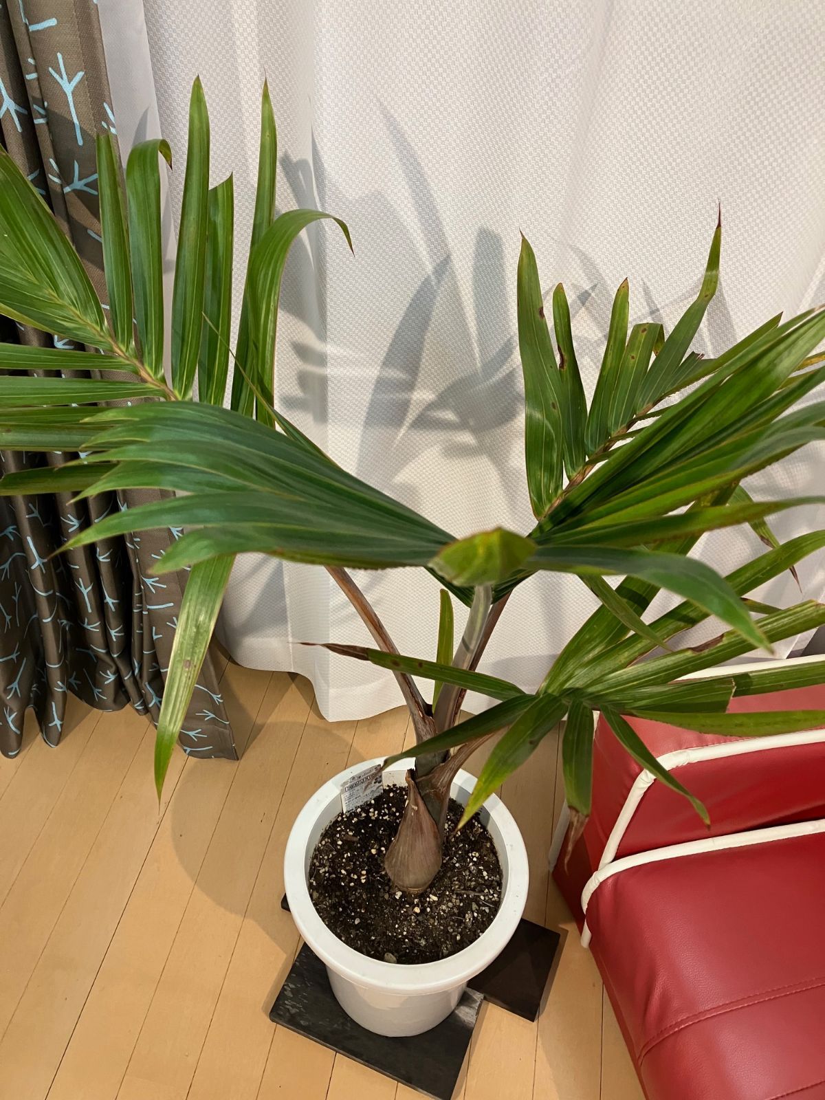 G*t様 トックリヤシ。観葉植物。鉢ごと無料で発送致します