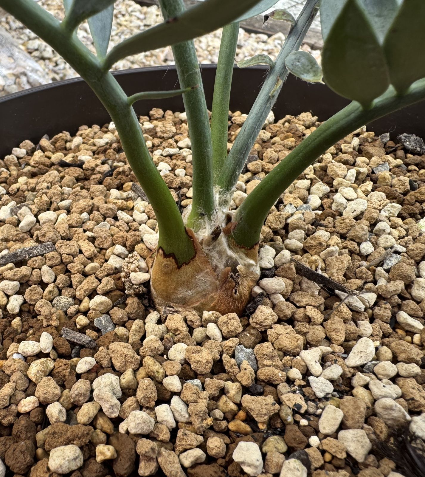 エンセファラルトス ホリダス No.1 エンセファラルトス・ホリダス