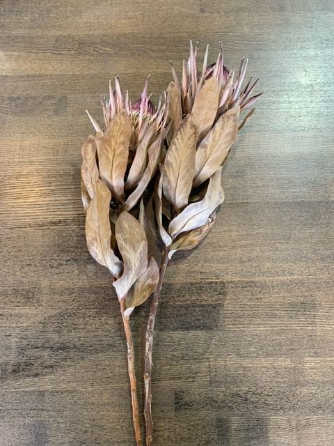 ドライフラワー プロテア シャロン - メルカリ