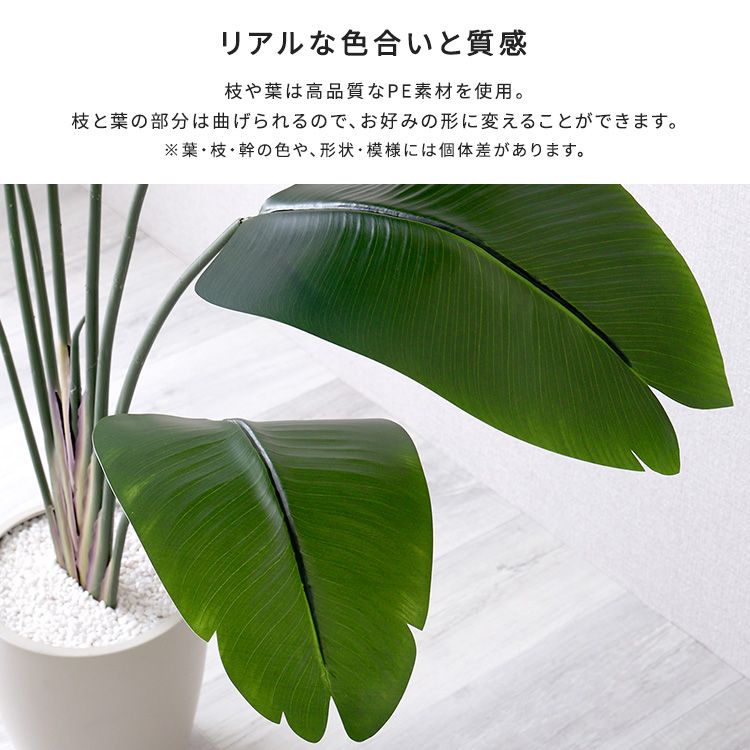 ストレリチア Lサイズ
