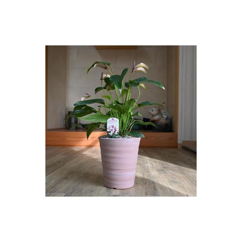 アンスリウム観葉植物1鉢 陶器鉢入りアンスリウム ジゾー 鉢植え アンスリューム