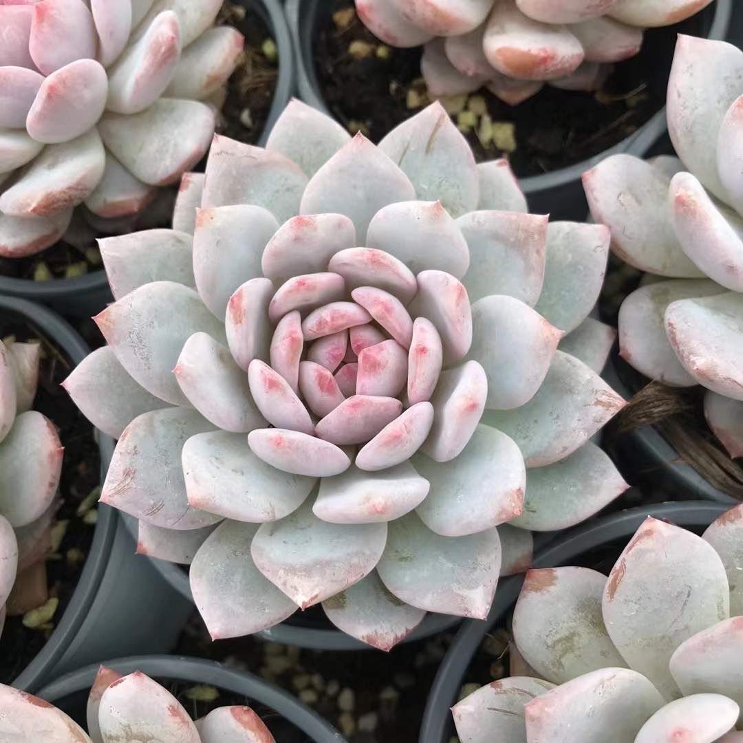 抜き苗 多肉植物