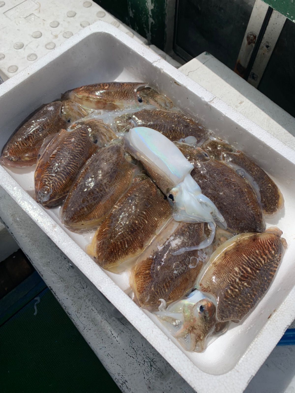 🌼再販🌼】お試し 愛媛 今治産 イカ 烏賊 詰め合わせ 鮮魚