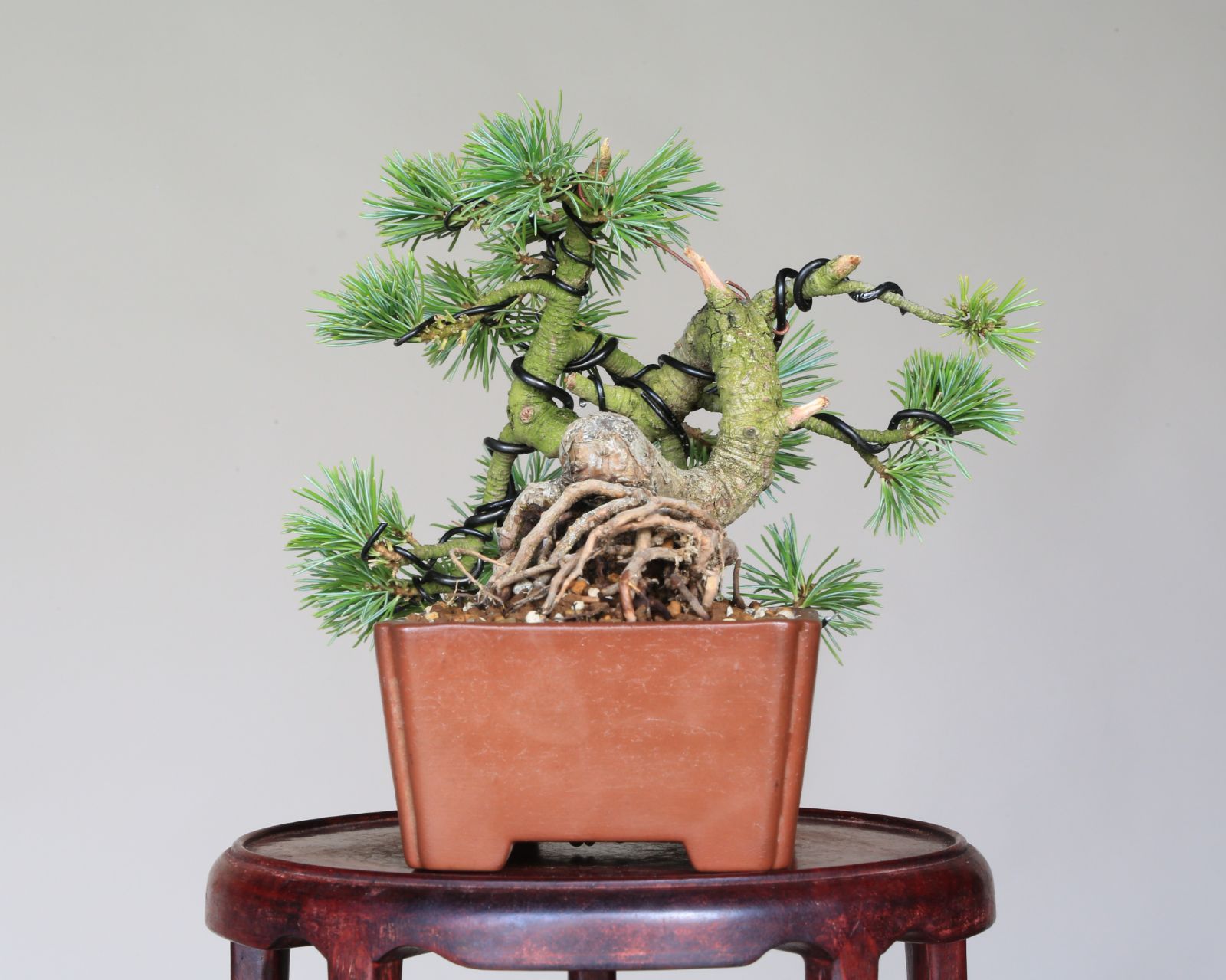 五葉松盆栽 16.5cm