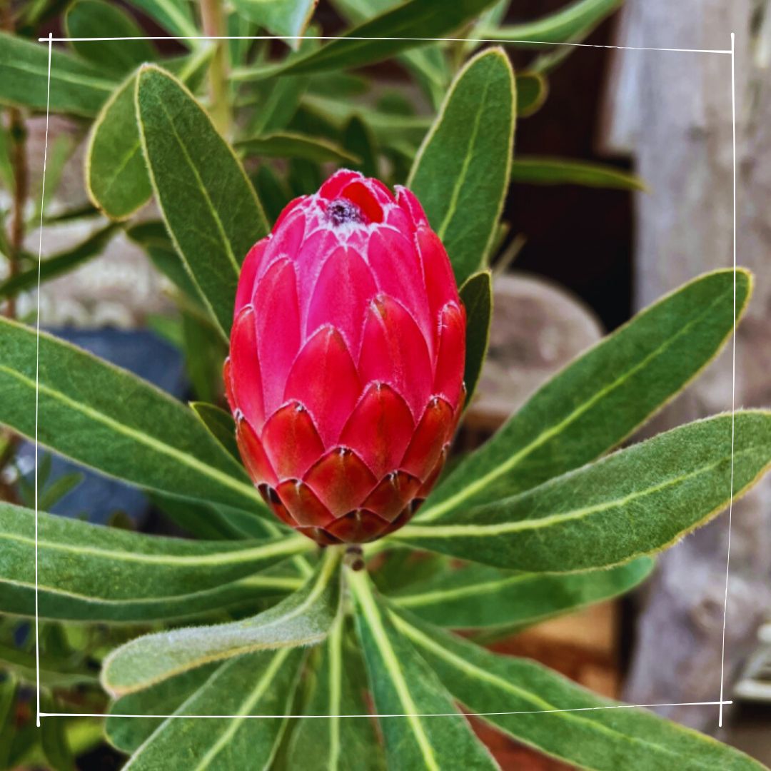 希少 プロテア キングピンク 挿し木 苗 鉢植え オージープランツ ネイティブ 人気❗️希少品種 プロテア キングピンク 苗 オージープランツ