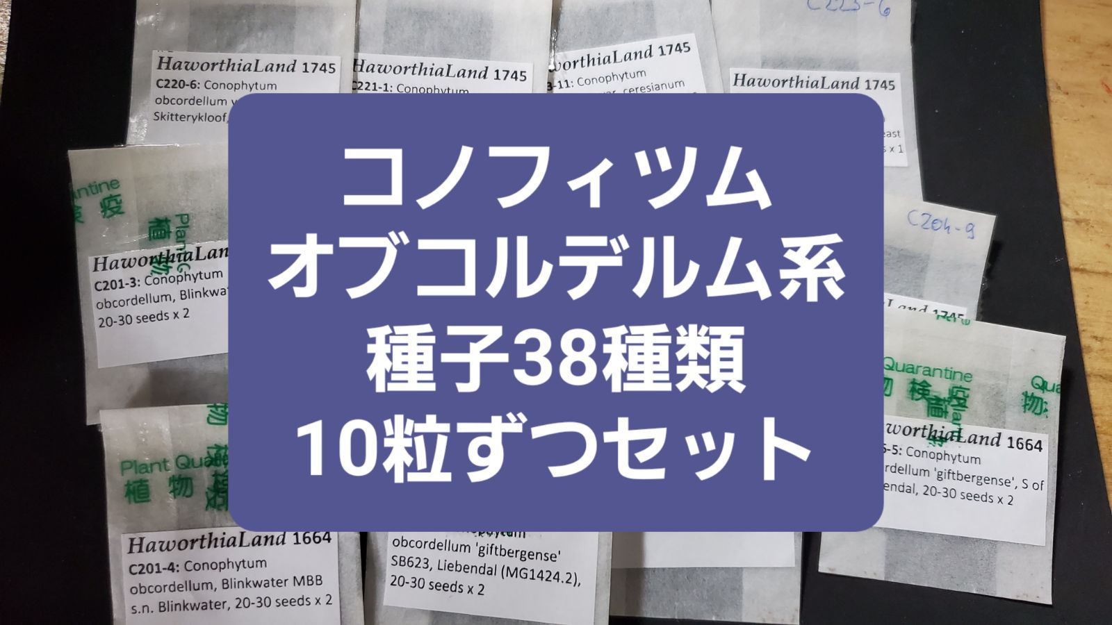 コノフィツム オブコルデルム系 種類38種類 10粒ずつセット