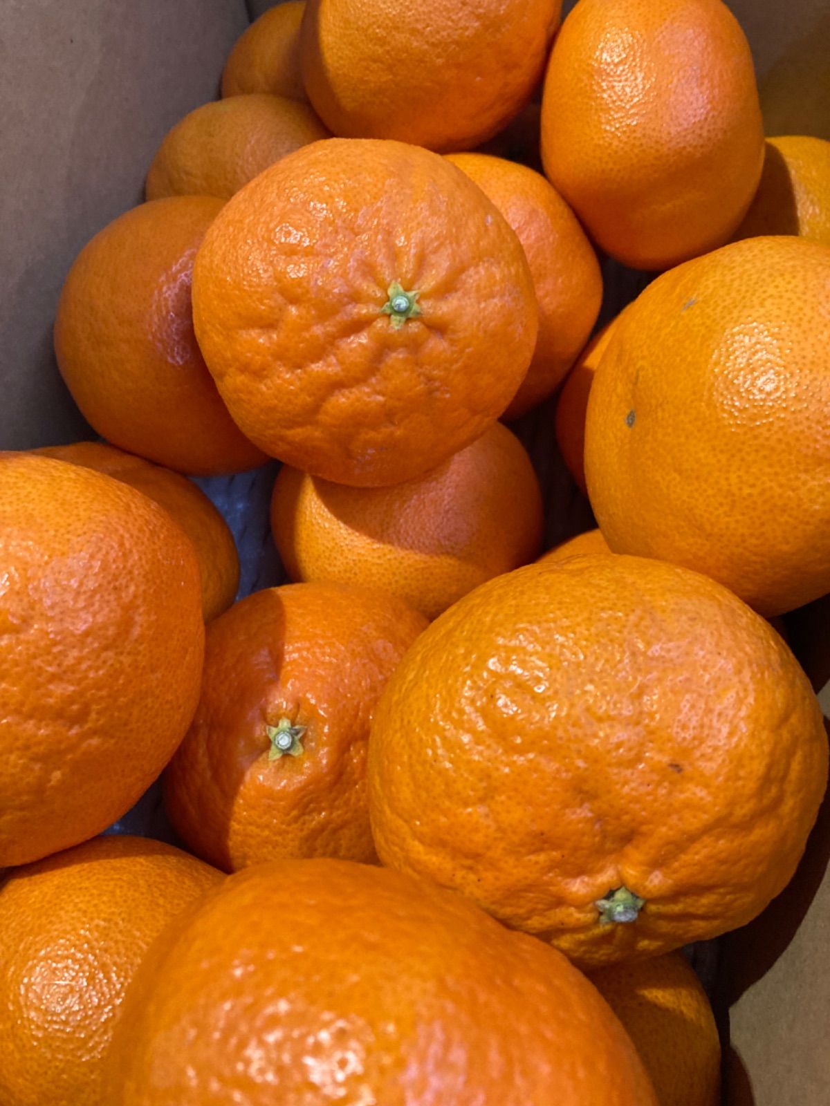 人気急上昇 ㊙️ 愛媛県宇和島産 爺の甘平 Aランク品 箱別約3kg 柑橘