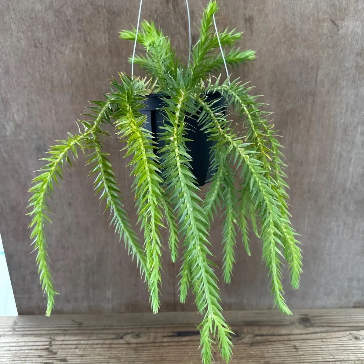 入荷しました！フペルジア『Triangle Satool』2番 840ab9fb6f6cc5fd28843b2ef1d5cb